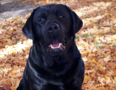 Kenai Labrador Retriever