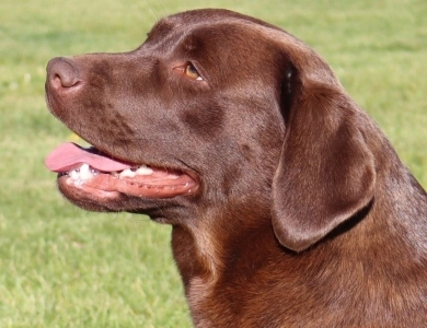 Kit Labrador Retriever