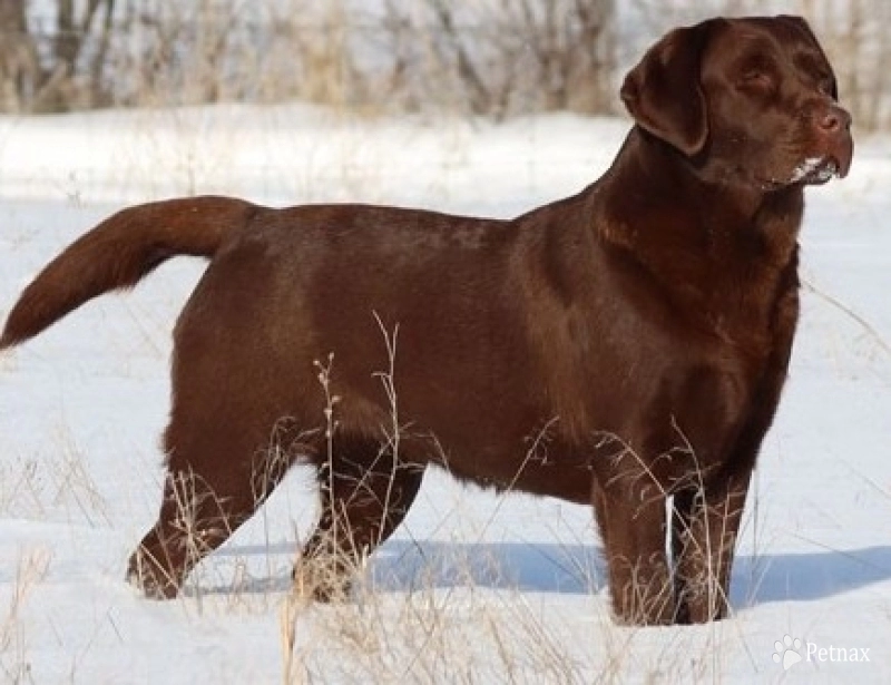 Kit Labrador Retriever