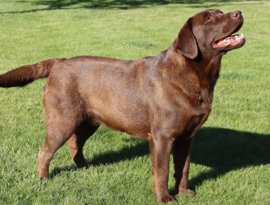 Kit Labrador Retriever