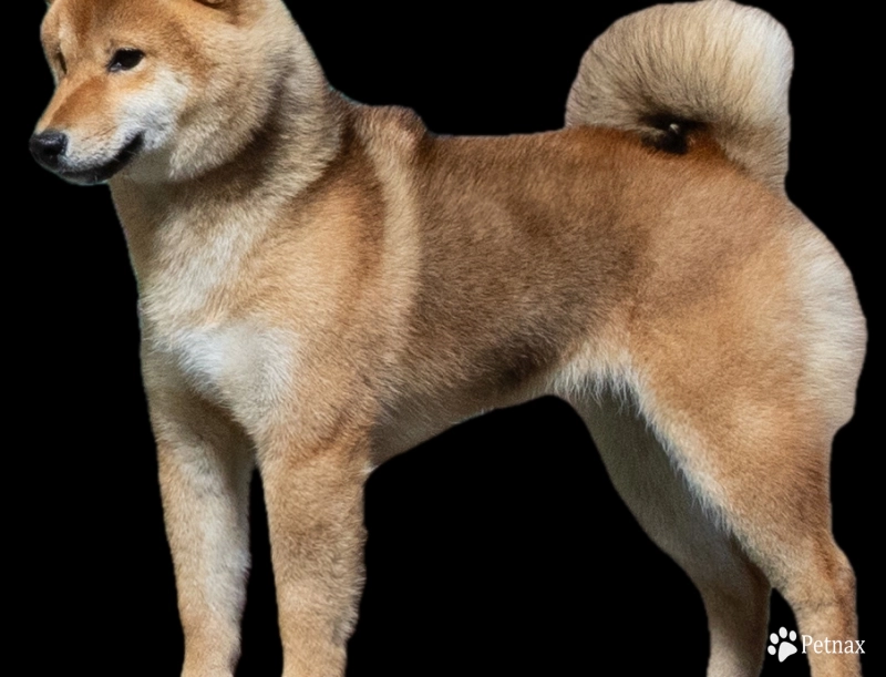 Chupa Shiba Inu