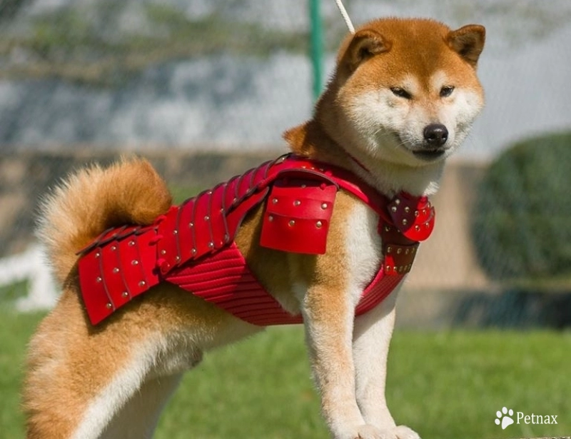 Redd Shiba Inu