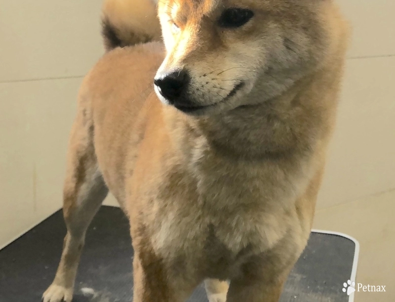 Bella (retired show dog) Shiba Inu