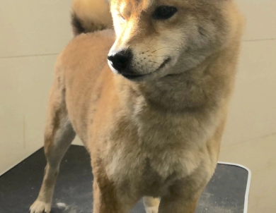 Bella (retired show dog) Shiba Inu