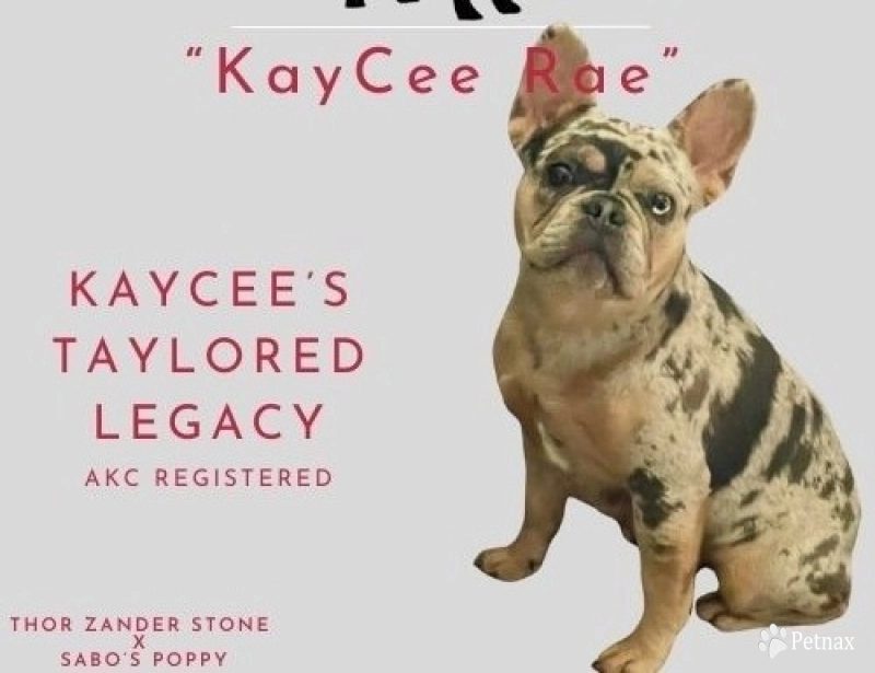 KayCee’s Taylored Legacy French Bulldog