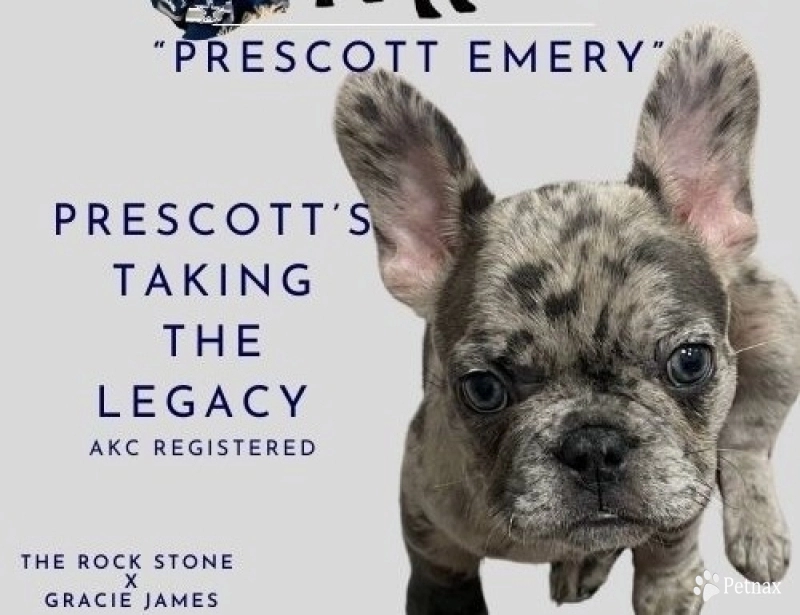 Prescott’s Taking the Legacy French Bulldog