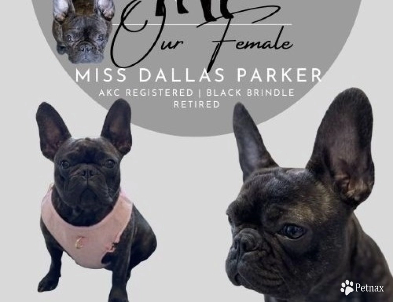 Miss Dallas Parker  French Bulldog