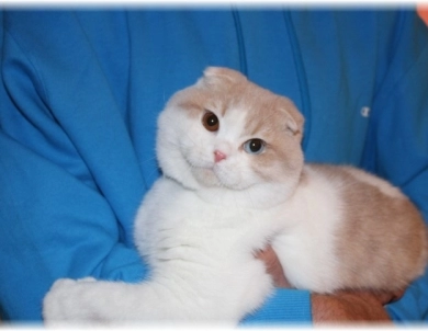 Scottish Fold, Scottish Straight, BSH 