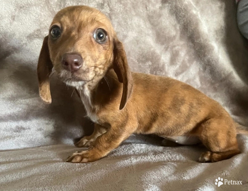 Stripes Dachshund