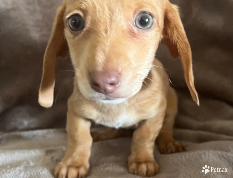 Dottie Dachshund