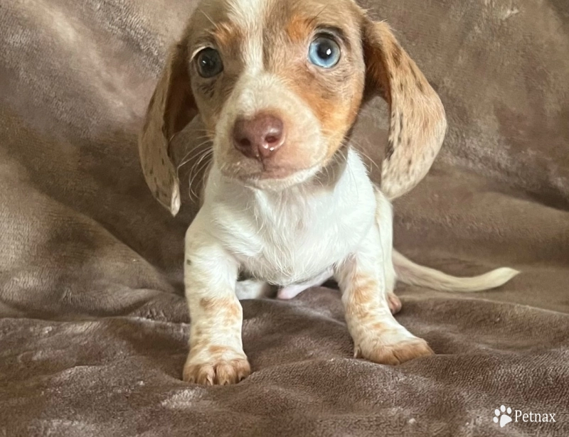Boston Dachshund