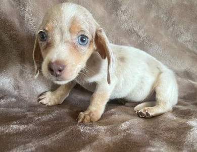 Rufus