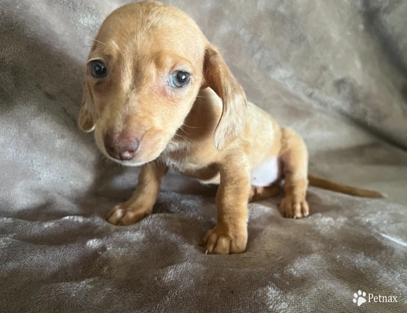 Dede Dachshund