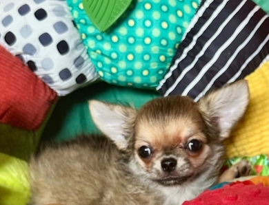 Tsunami’s Chihuahuas