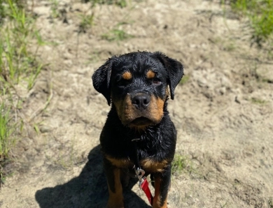 Double H Rottweilers 