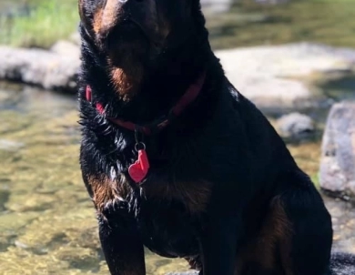 Saylor King Von Sonoline “Elvis” Rottweiler