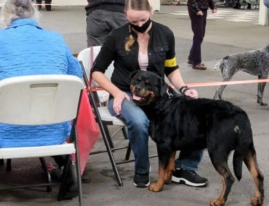 Saylor King Von Sonoline “Elvis” Rottweiler