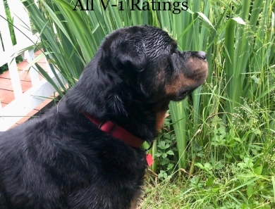 Saylor King Von Sonoline “Elvis” Rottweiler