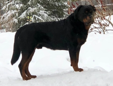 Saylor King Von Sonoline “Elvis”