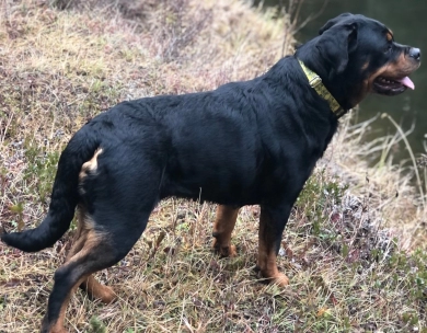 Jami Von Haus Maresi  Rottweiler