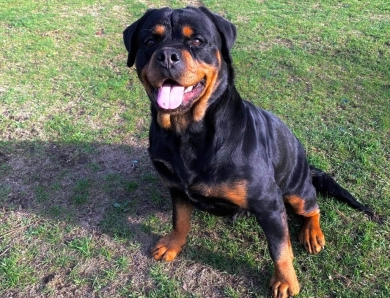 Jami Von Haus Maresi  Rottweiler