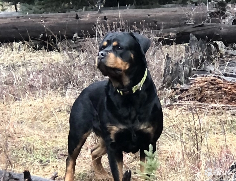 Jami Von Haus Maresi Jami Von Haus Maresi Rottweiler