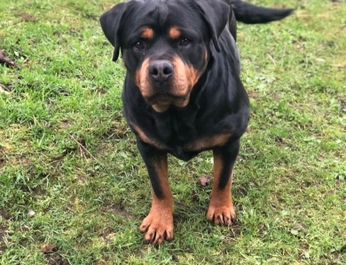 Jami Von Haus Maresi  Rottweiler