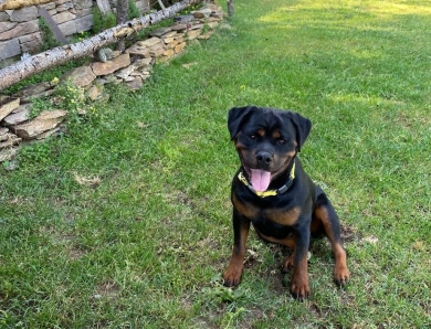 Double H Isolde Ebenholtz Blitz “Ebony” Rottweiler