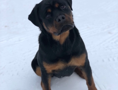 Double H Isolde Ebenholtz Blitz “Ebony” Rottweiler
