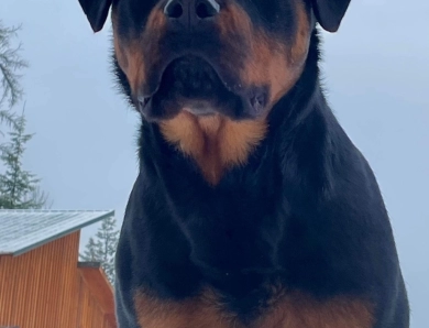 Double H Isolde Ebenholtz Blitz “Ebony” Rottweiler