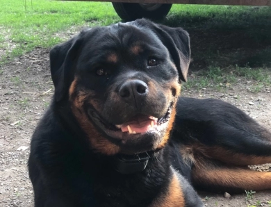 Double H Isolde Ebenholtz Blitz “Ebony” Rottweiler