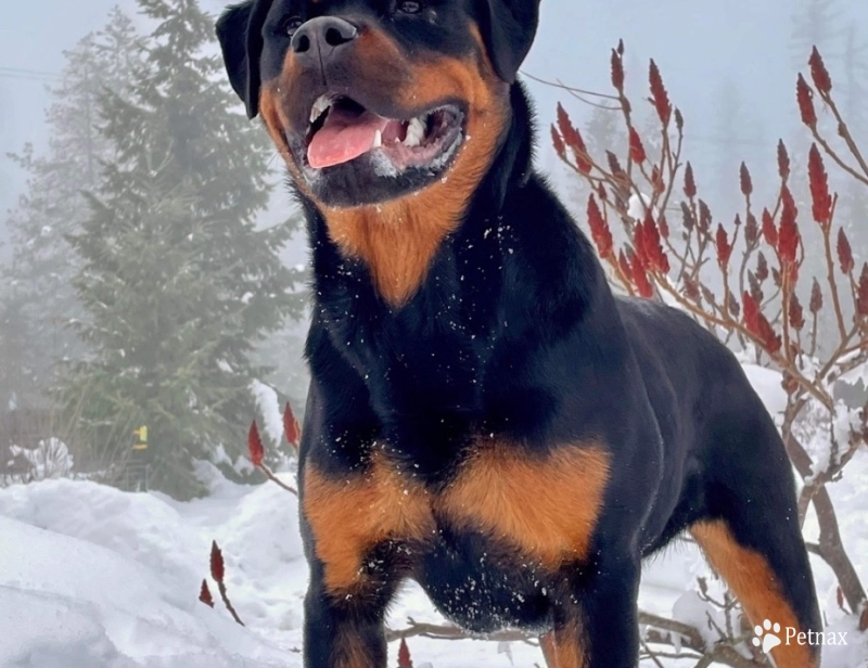 Double H Isolde Ebenholtz Blitz “Ebony” Double H Isolde Ebenholtz Blitz “Ebony” Rottweiler