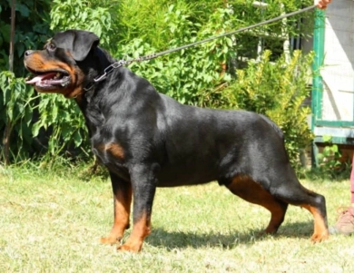 Salmo Von Kelemen Rottweiler