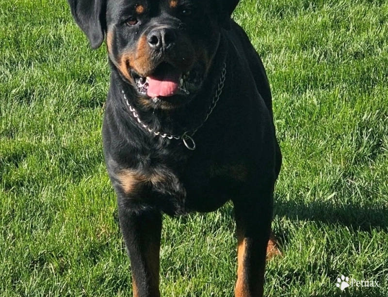 Salmo Von Kelemen Salmo Von Kelemen Rottweiler