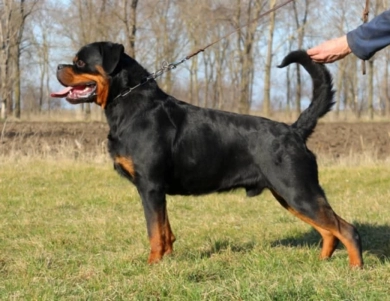 Salmo Von Kelemen Rottweiler