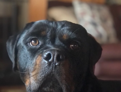 Double H Gypsy Queen Rottweiler