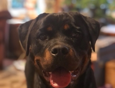 Double H Gypsy Queen Rottweiler