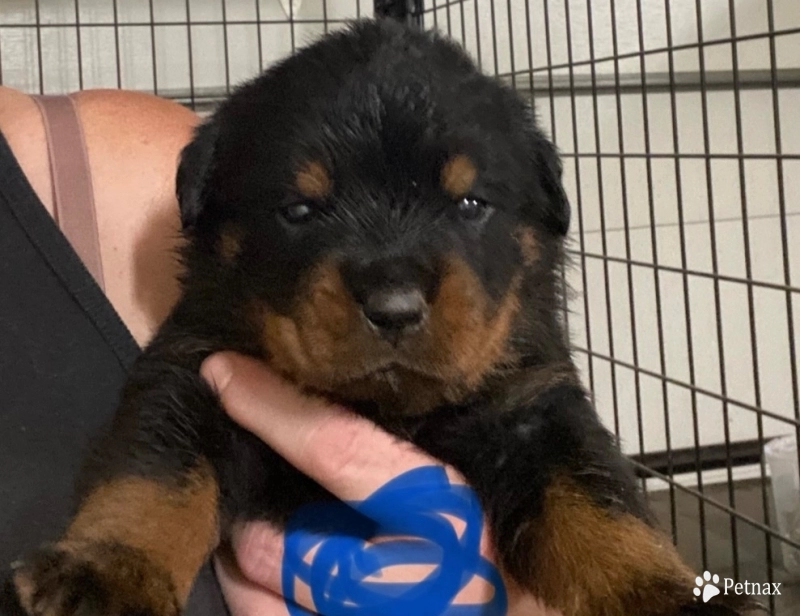 Blue Rottweiler