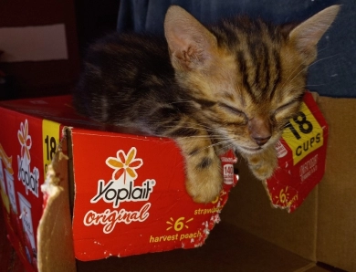 TICA registered Bengal kittens 