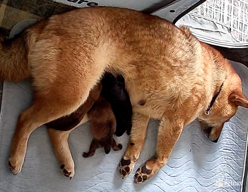 Chupa Charlie Boy 2 Chupa Charlie Boy 2 Shiba Inu