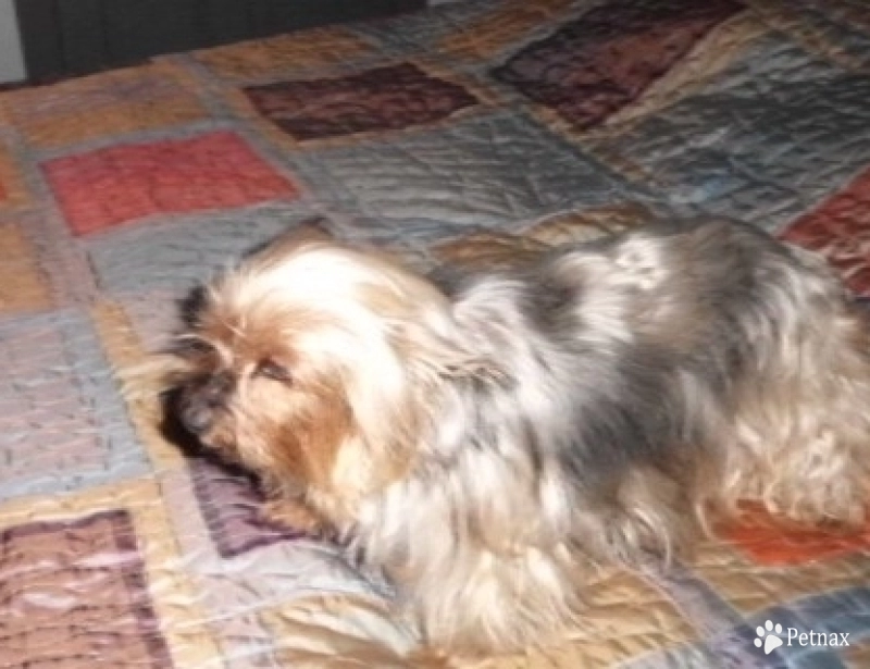 Jacks Yorkshire Terrier