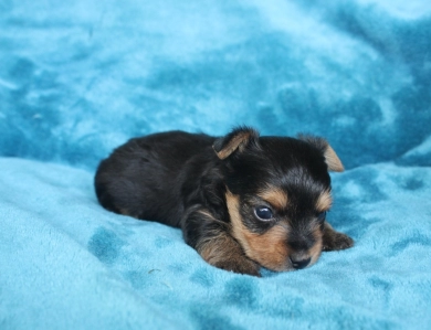 Winston Yorkshire Terrier