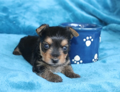 Winston Yorkshire Terrier