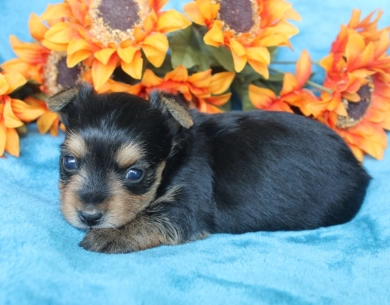 Winston Yorkshire Terrier
