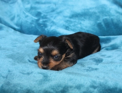 Winston Yorkshire Terrier