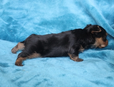 Winston Yorkshire Terrier