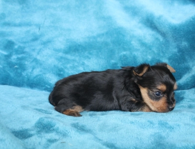 Winston Yorkshire Terrier