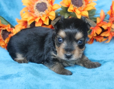 Winston Yorkshire Terrier