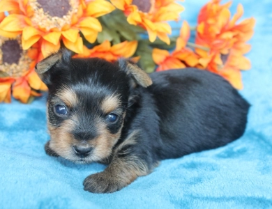 Winston Yorkshire Terrier