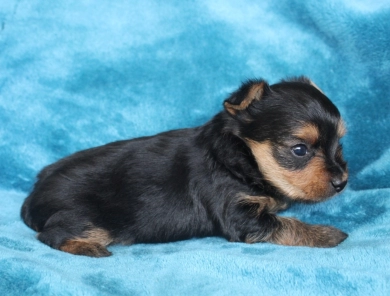 Winston Yorkshire Terrier